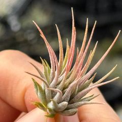 チランジア イオナンタ ヘーゼルナッツ Tillandsia ionantha Hezel Nut＊エアプランツ＠フラワーショップ江口
