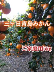 三ヶ日青島みかん 5kg ご家庭用　【農家直送】
