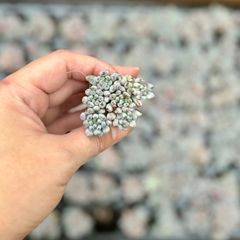 ブルービーン　2株　セダム　多肉植物