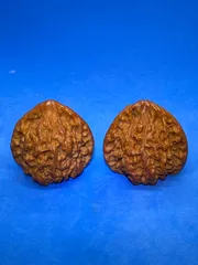 大耳朵图图核桃 文玩 クルミ 遊び胡桃 文玩核桃 形良い 36mm大きめ｜Yahoo!フリマ（旧PayPay