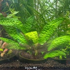 アヌビアスキングコング【抜き苗】1ポット分 - メルカリ