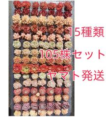 緑川ストア - メルカリShops