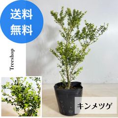 キンメツゲ 【送料無料】 路地苗 高さ0.3ｍ 幅0.3ｍ 金芽柘植 金芽ツゲ ツゲ 盆栽 生垣 常緑 低木 苗木 庭木 シンボルツリー
