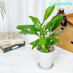 な*】様 MS076 10株セット アロカシア リトルダンサー - メルカリ