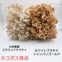 大地農園 ソフトピラミッドアジサイ ホワイトプラチナ/シャンパンゴールド