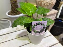 カラテア・ムサイカ　４号　耐陰性　個性的　モザイク　インテリア　グリーン　観葉植物　オシャレ