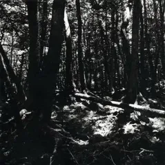 yellow loveless-JAPAN- 東京酒吐座 GOATBED 東京酒吐座 — Only