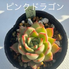 エケベリア ピンクドラゴン