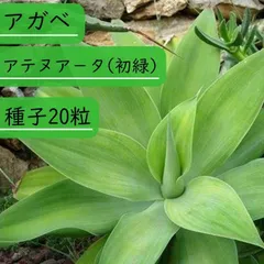 メルカリ便発送‼︎　アテナータ変わり斑　4カット苗 2025年最新】アテナータ 斑入りの人気アイテム - メルカリ