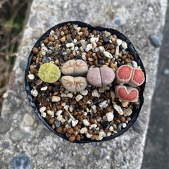 多肉植物 リトープス ミニ 4苗セット