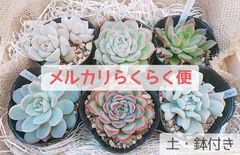 鉢·土付き]［メルカリらくらく便］🌵多肉植物 6種セット （バラ売り