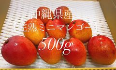 【先約期間限定価格】沖縄県産希少「完熟ミニマンゴー」500g※傷汚れありの家庭用