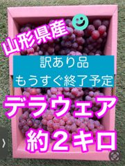 【訳あり】山形県産ぶどう　デラウェア約2キロ