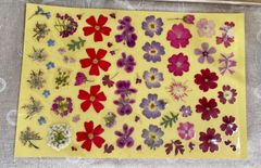 押し花　シール　No.5　本物のお花から　フレークシール　コラージュ素材　花のシール　雑貨　文具　子供　招待状　席次表　ウエディング　トレフルブラン押し花　押し花アート