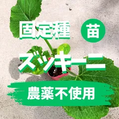 ズッキーニの苗4本 ロマネスコ 固定種【栽培期間中農薬不使用】のサムネイル