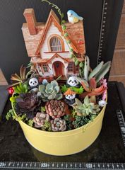 ♥多肉植物♥そのまま飾れる寄せ植え♥茶トラねこちゃん~♥ - メルカリ