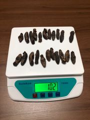 工場直売　関西産　A級品 乾燥赤なまこ  100g20本(計量時100g22本)