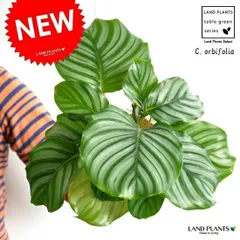 2024年最新】Calatheaの人気アイテム - メルカリ