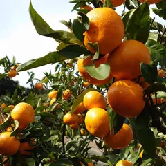 1.28(水)出荷　関東甲信越〜九州便　5kg蔵出し樹成完熟みかん　無選別　低農薬　香川県仁尾