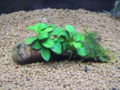 312．流木付き水草 アヌビアスナナプチ 南米ウィローモス