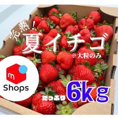 【減農薬】青森県産　大玉！！夏イチゴ　6kg  いちご　苺