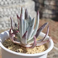 アガベアトロビレンスミラビリスシグマトフィラパリーフェロックス