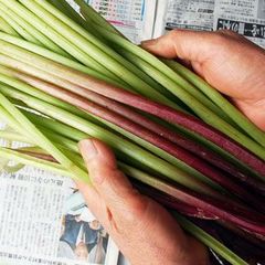 予約　天然山菜　ヤマブキ２ｋｇ（大小バラ詰め）