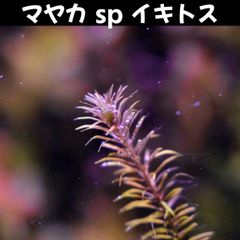 マヤカ sp イキトス  3本 水中葉  送料無料