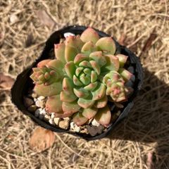 マッコス　抜き苗　多肉植物　モフ多肉　エケベリア　セダム