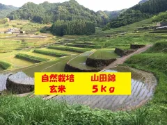 2024年最新】錦山水の人気アイテム - メルカリ