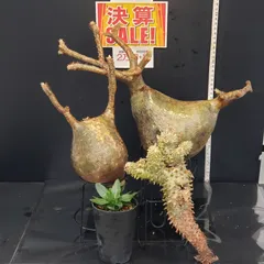 グラキリスベアルート 発根管理 良型株 緑肌 低重心 中株 グラキリスベアルート 発根管理 良型株 緑肌 低重心 中株