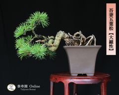 小品盆栽 黒松 文人木 - メルカリ