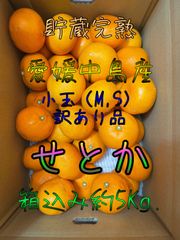 【貯蔵完熟】　せとか　小玉　訳あり品　箱込み約5Kg.
