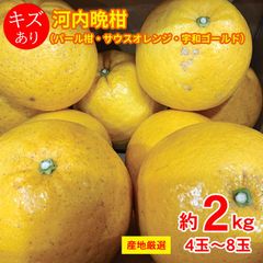 【3月中旬以降から順次ご発送】送料無料 地域厳選 河内晩柑 パール柑 サウスオレンジ 宇和ゴールド 約 2kg 4〜8玉 キズ有り みかん 国産 国産みかん みかん 箱買い ご家庭用 訳あり