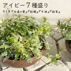 観葉植物 アイビー ヘデラ 7種盛り 寄せ植え 茶陶器鉢 おしゃれ 母の日 鉢植え 人気 お祝い 誕生日 贈り物 引っ越し祝 開店祝い インテリア リビング 送料無料