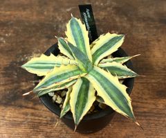 Agave/アガベ キシロナカンサ/フロストバイト 美株！ 発根済み 送料込み