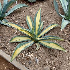 アガベ　アメリカーナ中斑　AGAVE