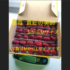いちご 黒苺 真紅の美鈴   クール便