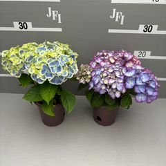 アジサイ ブルー 4号鉢 2輪3鉢セット☆生産者直送☆ - メルカリ