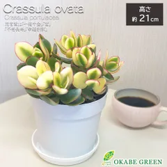 2025年最新】金の成る木 斑入りの人気アイテム - メルカリ