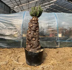 れ*ん様 ユーフォルビア　ムランジーナ　大株　新芽展開有　植え込み済み れ*ん様 ユーフォルビア ムランジーナ 大株 新芽展開有 植え込み