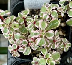 トリカラー　セダム　多肉植物
