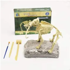 マンモス化石　博物館級　upper molar with M2 マンモス化石博物館級upper molar with M2