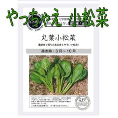 【ポスト投函便】グリーンフィールドプロジェクト　丸葉小松菜【自然栽培の種・固定種・国産】　葉菜　春夏秋