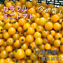 今が旬！沖縄県産カラフルミニトマト（イエロー、ロッソナポリタン） ミックスミニトマト1kg