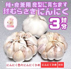 珠むらさき　３球　にんにく　紫種　バラシてネコポス　即日出荷　にんにくひめ