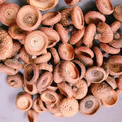 ご予約　さんかくドングリ帽子100個　レッドオーク 2025年最新】レッドオークどんぐりの人気アイテム - メルカリ