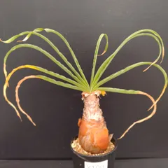 2025年最新】ブーファン ディスティチャの人気アイテム - メルカリ