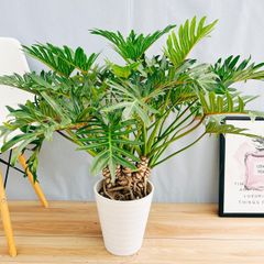 ［現品］☆人気☆  50番　フィロデンドロン　ジャイアントザナドゥ　幹上がり　8号　観葉植物　室内　大型　レア　クッカバラ
