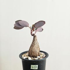 S⑭〚フィランサス・ミラビリス〛Phyllanthus Mirabilis 塊根植物 コーデックス ポット発送
